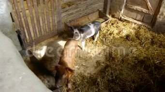 現代化飼養場在肉類生產中的關鍵作用