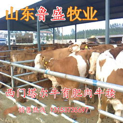 牛苗價(jià)格波動(dòng)與肉類市場(chǎng)供需的深度關(guān)聯(lián)分析